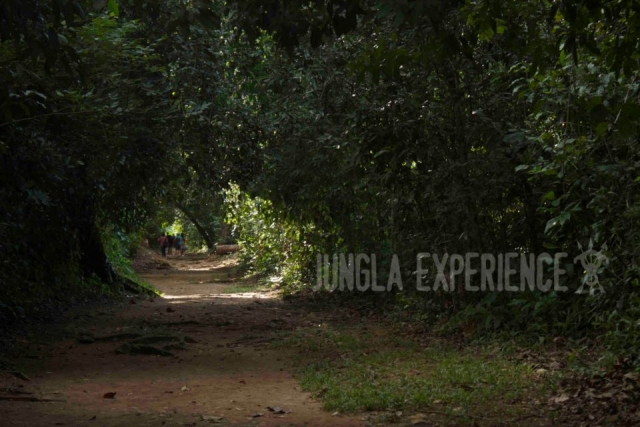 Senderos en la jungla